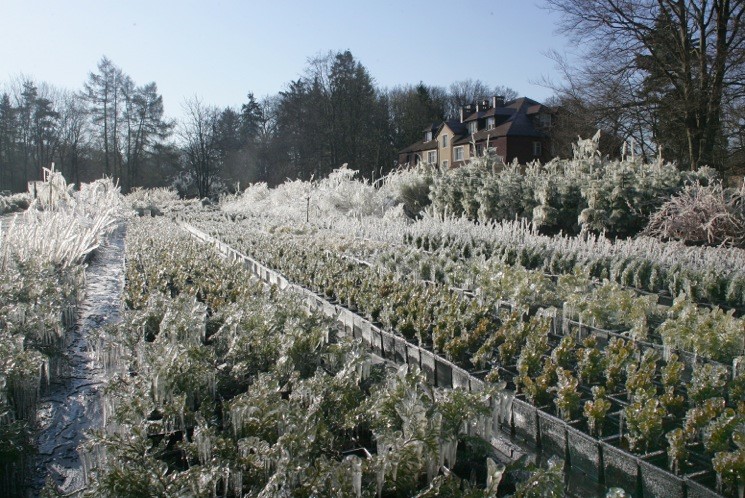 Na zdjęciu widoczne są pokryte lodem sadzonki znajdujące na szkółce leśnej w Miłogoszczy 