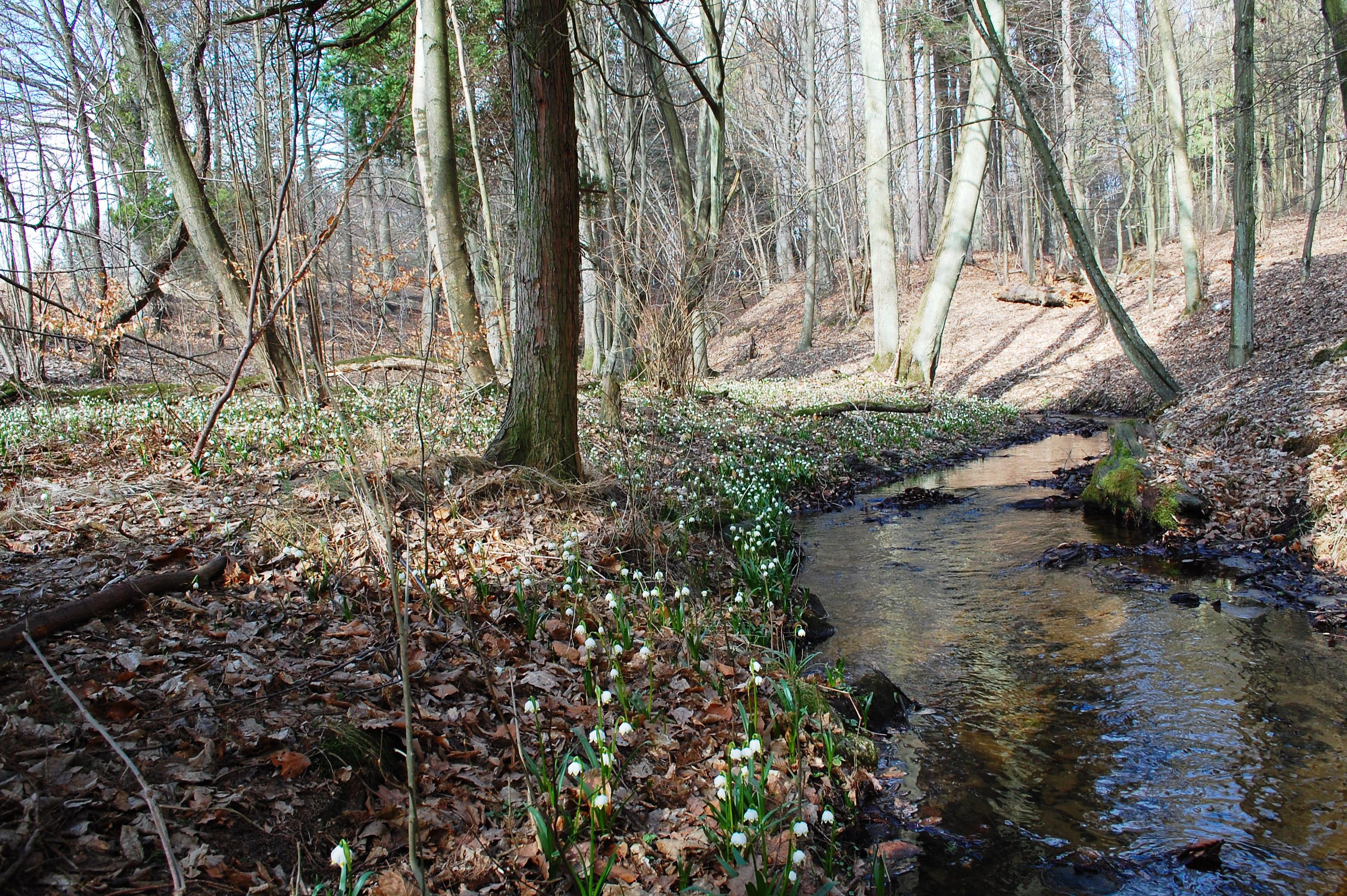 Na zdjęciu widoczny jest strumień przepływający przez użytek ekologiczny