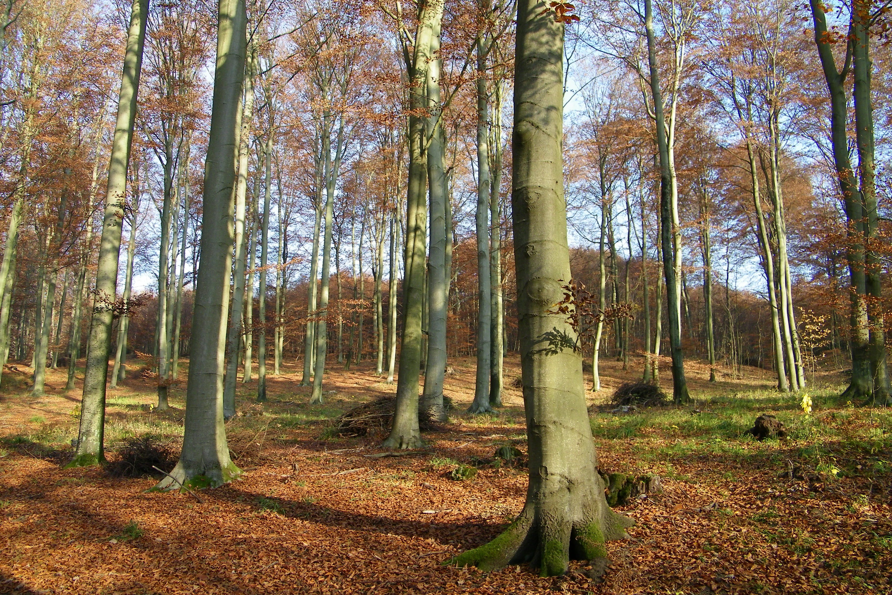 Na zdjęciu autorstwa Ewy Simonowicz-Woźniewicz widoczna jest buczyna