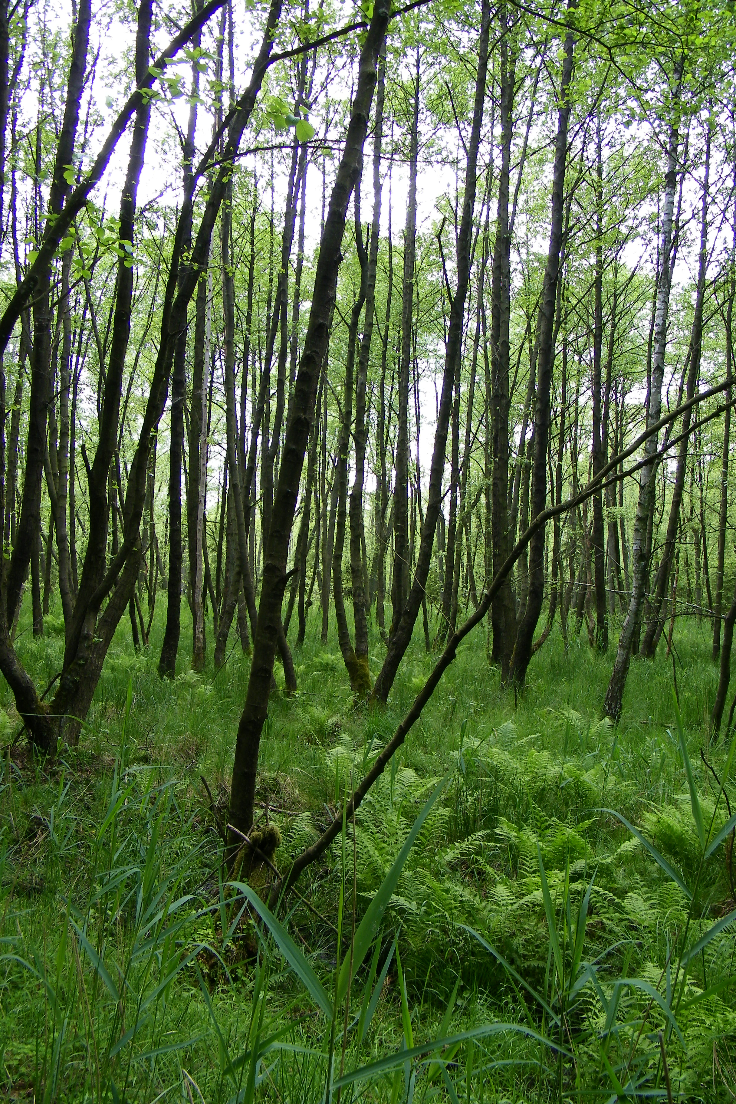 Na zdjęciu:  Rezerwat przyrody Bagno Iglickie