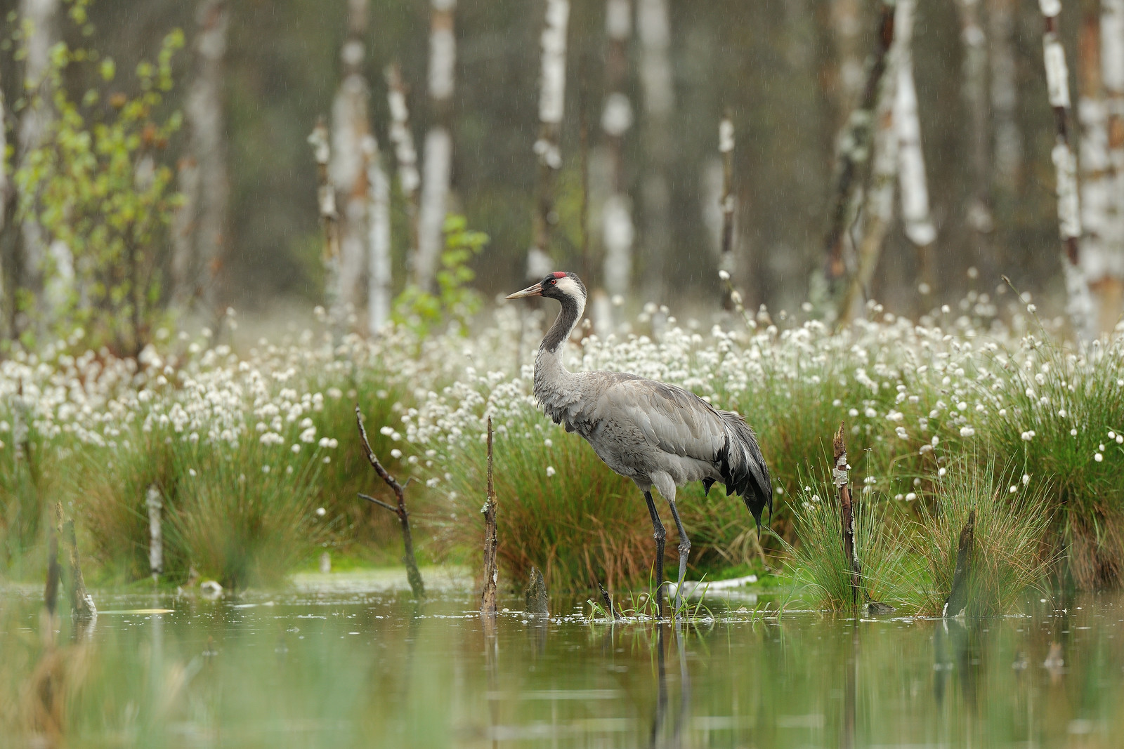 Na zdjęciu: Rezerwat przyrody Mszar koło Starej Dobrzycy 