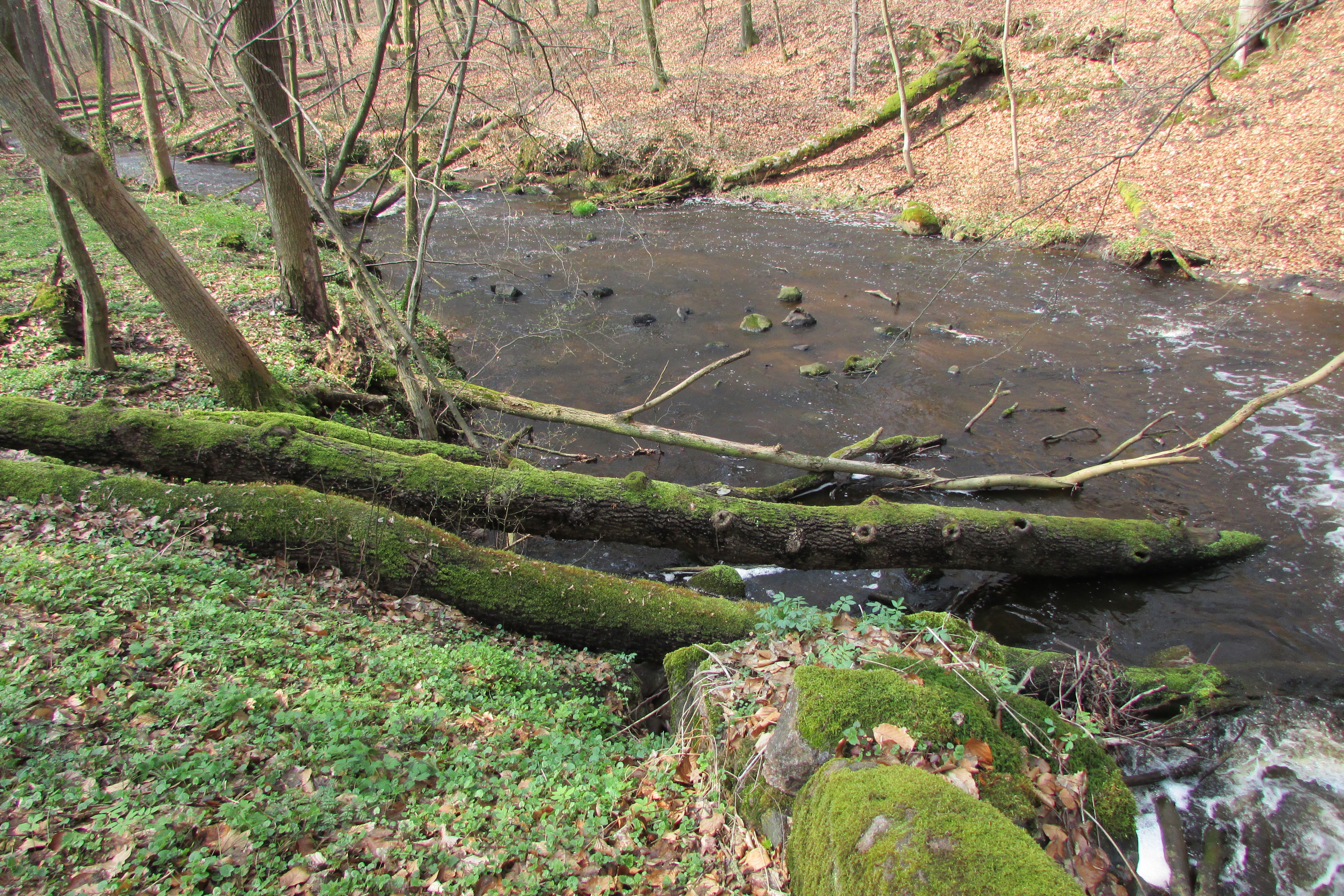 Na zdjęciu: Rezerwat przyrody Rzeka Rekowa