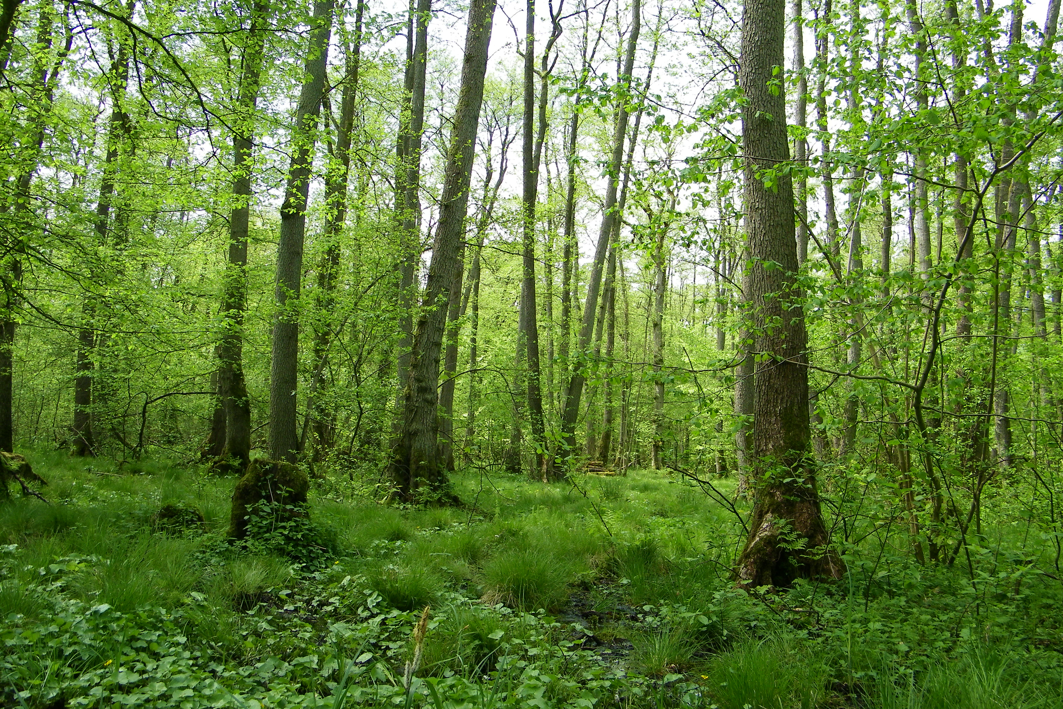 Na zdjęciu: Rezerwat przyrody Wiązy Reskie