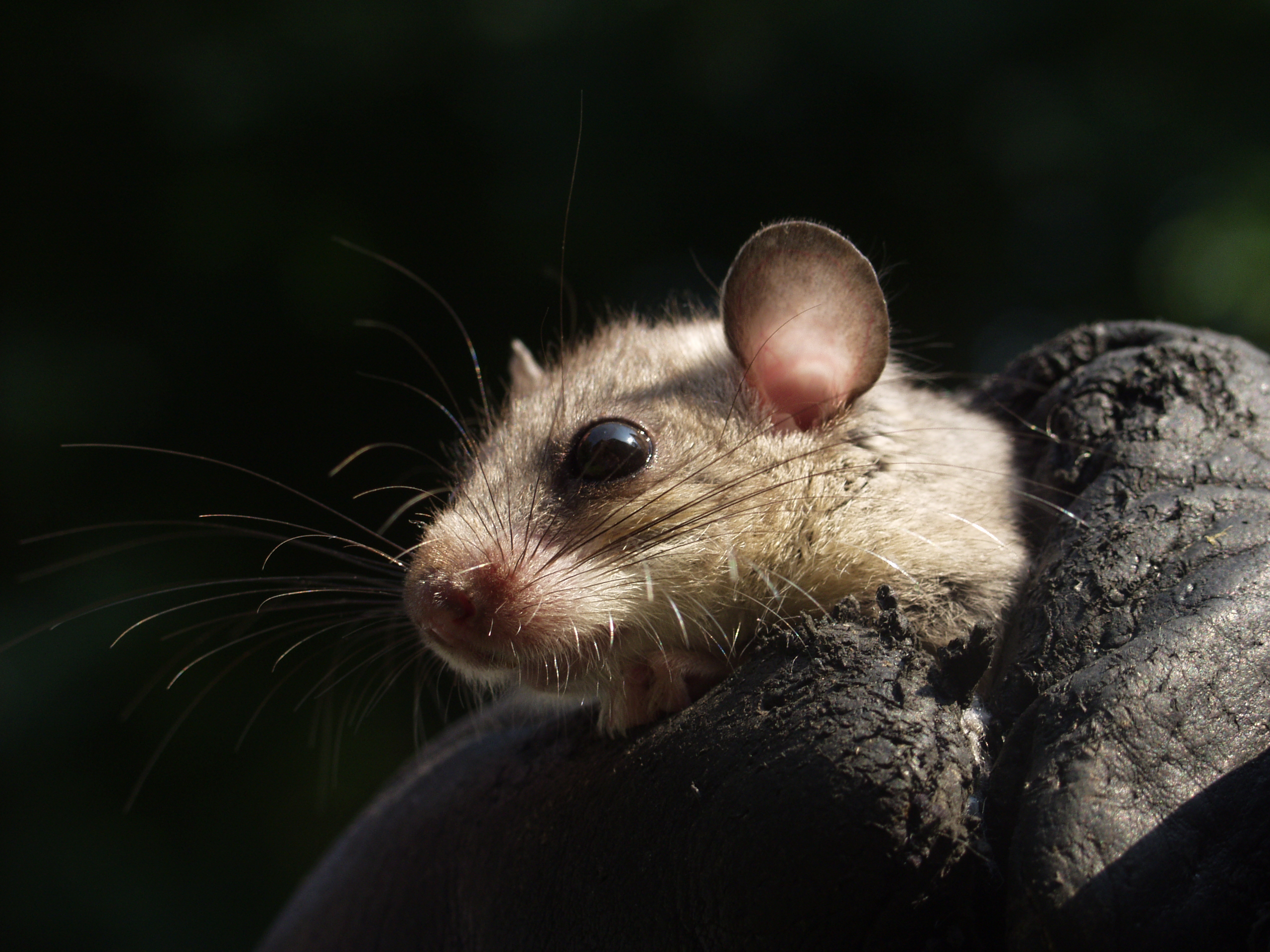 Na zdjęciu autorstwa M. Jurczyszyna widoczna jest popielica