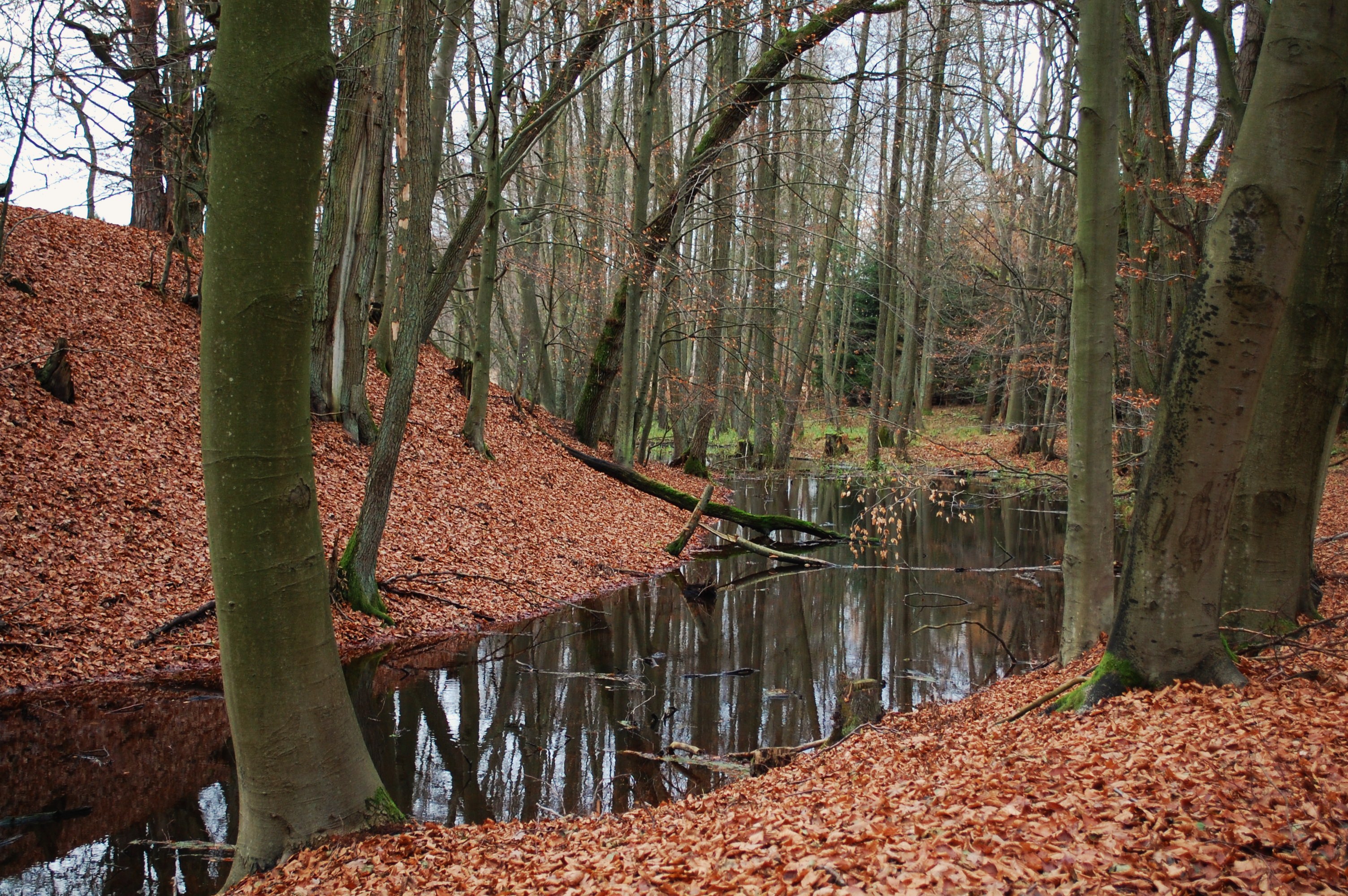 Na zdjęciu autorstwa Krzysztofa Bieńkowskiego widoczne jest średniowieczne grodzisko 
