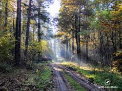 Leśny&#x20;prześwit&#x2c;&#x20;fot&#x2e;&#x20;Medard&#x20;Bajlak