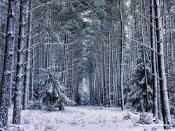 Las otulony zimą, fot. Medard Bajlak