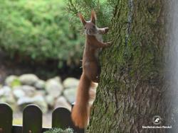 wiewiórka, fot. Medard Bajlak
