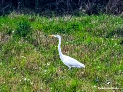 czapla biała, fot. Medard Bajlak