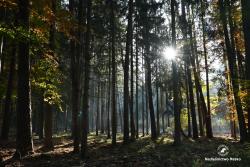 Najciemniej&#x20;pod&#x20;świerkami&#x2c;&#x20;fot&#x2e;&#x20;Medard&#x20;Bajlak