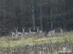 chmara danieli, fot. Medard Bajlak
