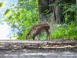 daniele, fot. Medard Bajlak