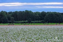 Dobre sąsiedztwo, fot. Medard Bajlak
