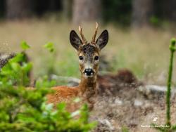 sarna - rogacz, fot. Medard Bajlak