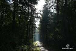 Droga przez las, fot. Medard Bajlak