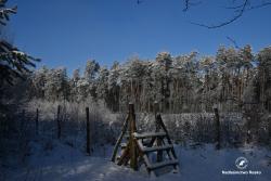 Leśna uprawa, fot. Medard Bajlak