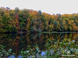 Leśne zwierciadło, fot. Medard Bajlak