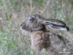 zając szarak, fot. Medard Bajlak