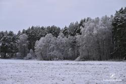Zimowa ściana lasu, fot. Medard Bajlak