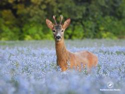 sarna - rogacz, fot. Medard Bajlak