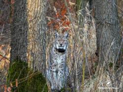 ryś z obrożą telemetryczną, fot. Medard Bajlak