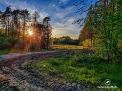 Droga do lasu, fot. Medard Bajlak