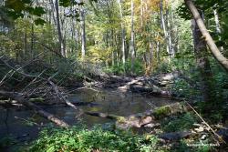 Naturalnie&#x20;nad&#x20;rzeką&#x2c;&#x20;fot&#x2e;&#x20;Medard&#x20;Bajlak