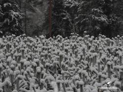 Sosna w zimowych czapeczkach, fot. Medard Bajlak