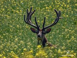 jeleń byk, fot. Medard Bajlak