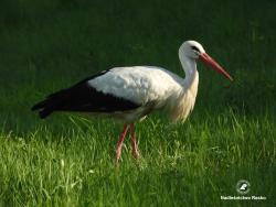 bocian biały, fot. Medard Bajlak