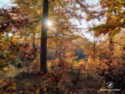 Jesiennie&#x2c;&#x20;fot&#x2e;&#x20;Medard&#x20;Bajlak