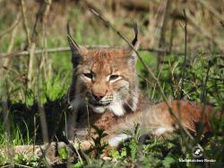 ryś, fot. Medard Bajlak