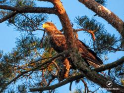 bielik, fot. Medard Bajlak