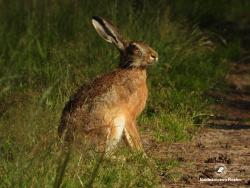 zając szarak, fot. Medard Bajlak