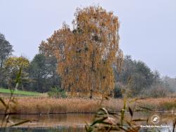 Złoty czas, fot. Medard Bajlak