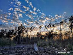 Las o zachodzie słońca, fot. Medard Bajlak
