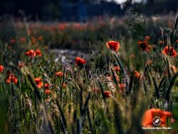 Łąka o zachodzie słońca, fot. Medard Bajlak