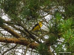 wilga, fot. Medard Bajlak