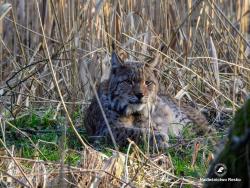 ryś, fot. Medard Bajlak