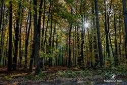 Wrześniowy las, fot. Medard Bajlak