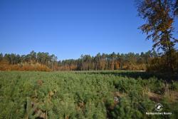 Uprawa sosnowa, fot. Medard Bajlak