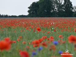 Makowa łąka, fot. Medard Bajlak