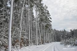 Biała&#x20;droga&#x20;przez&#x20;las&#x2c;&#x20;fot&#x2e;&#x20;Medard&#x20;Bajlak