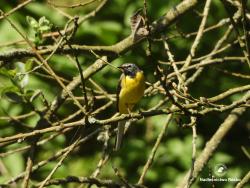 pliszka żółta, fot. Medard Bajlak