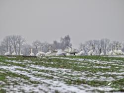 łabędzie&#x2c;&#x20;fot&#x2e;&#x20;Medard&#x20;Bajlak