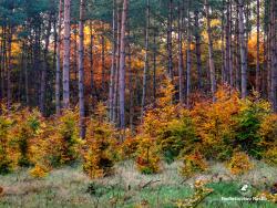 Jak sosna z bukiem, fot. Medard Bajlak