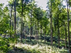 Leśne lato, fot. Medard Bajlak