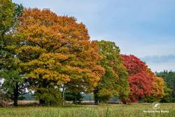Kolory jesieni, fot. Medard Bajlak