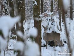 sarna, fot. Medard Bajlak