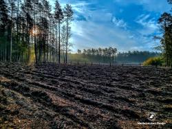 Tu wyrośnie las, fot. Medard Bajlak